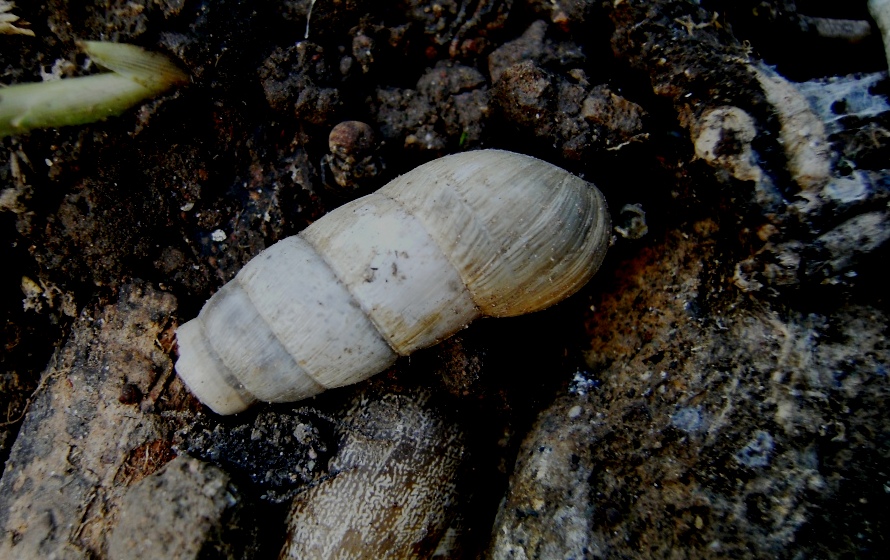Gastropoda con elica troncata